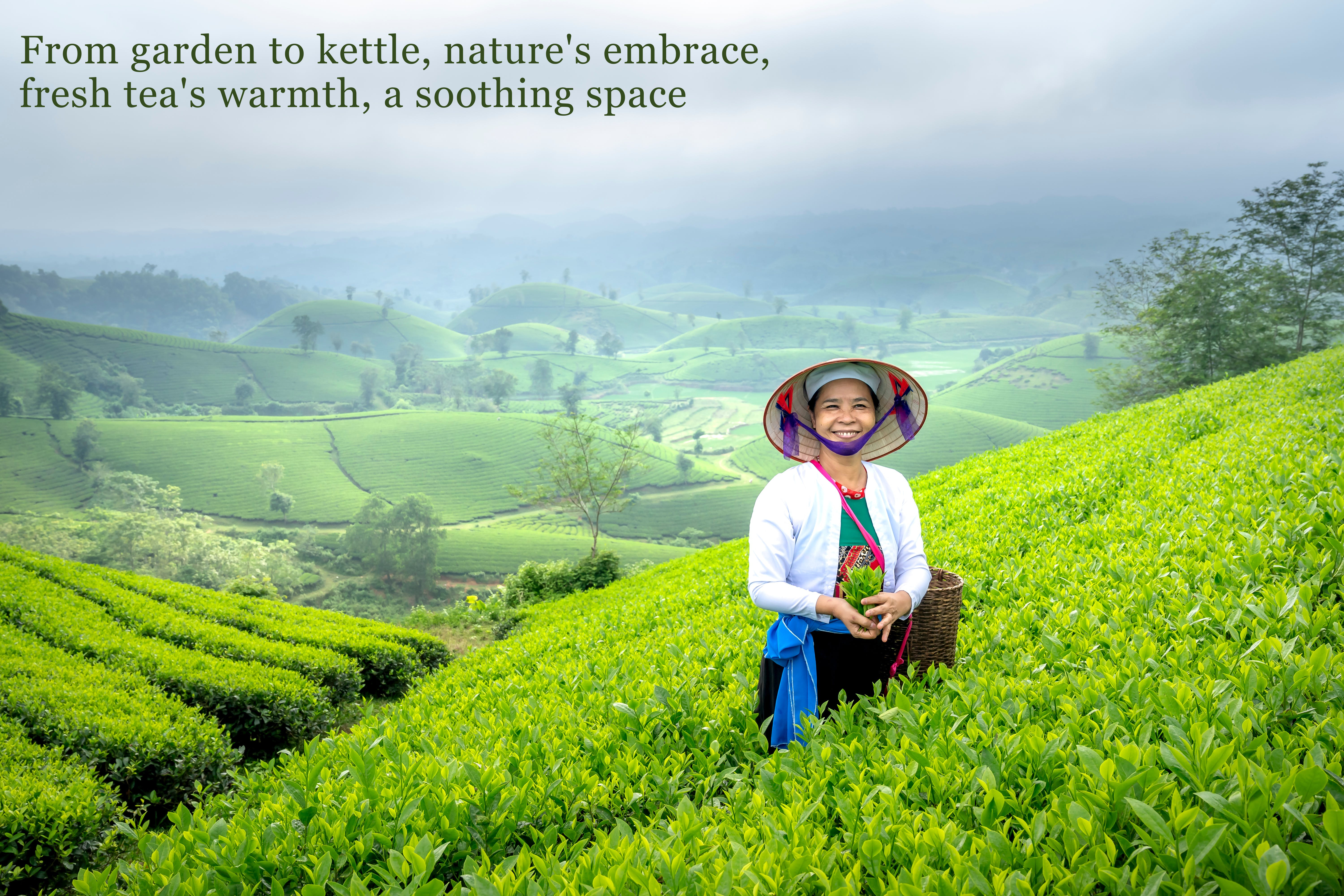 https://krihanagro.com/best-green-tea/