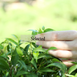 Premium Tea Leaves from Selected Gardens